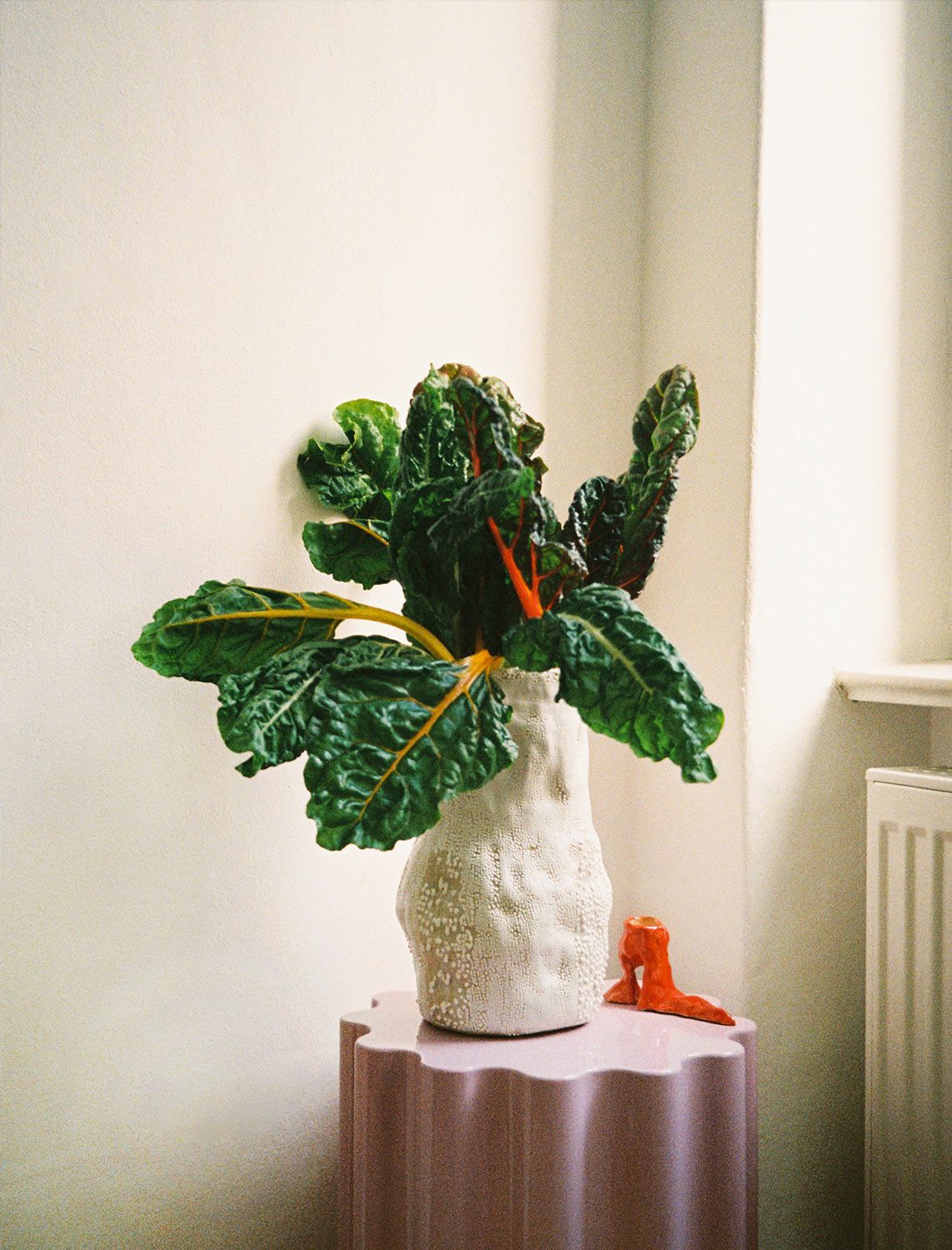 Wirsingblätter stehen in einer Vase vor dem Fenster